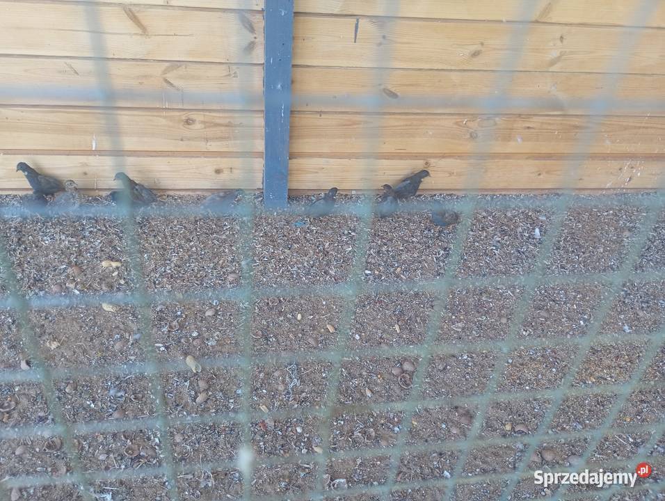 Przepiórki chińskie Wrzesiny