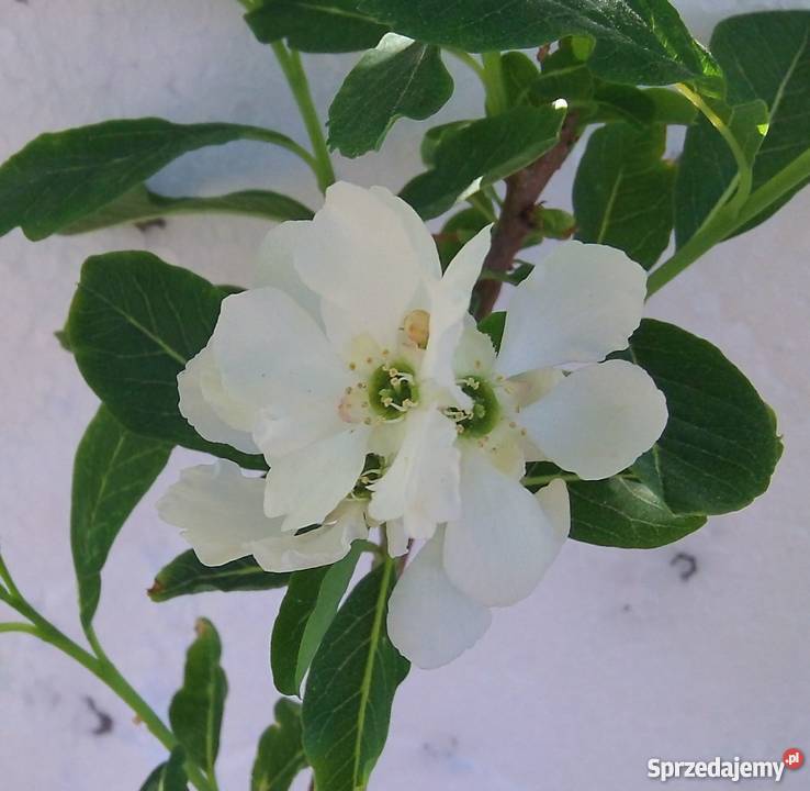 Obiela krzew Bydgoszcz