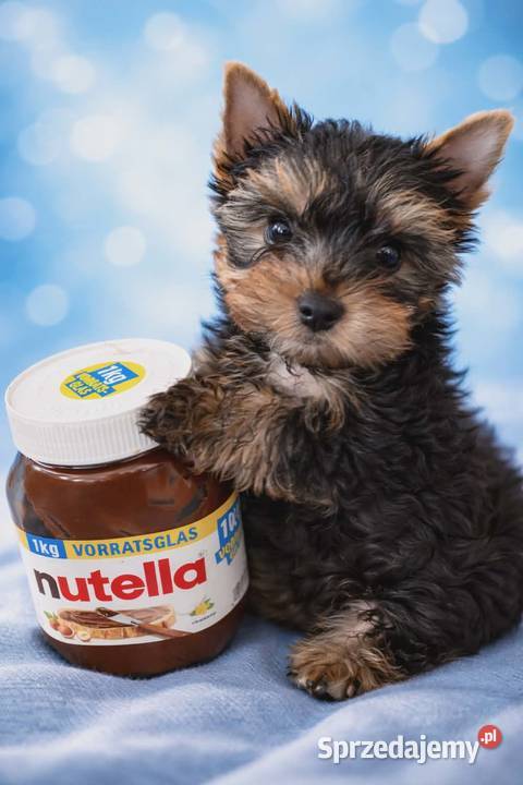 YorkShire Terrier szczenięta Katowice
