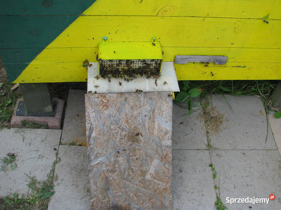 mini pasieka Olsztyn sprzedam
