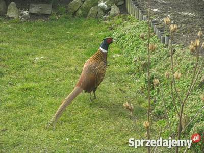 Dom na widokowej działce 5 arów małopolskie Luborzyca sprzedam