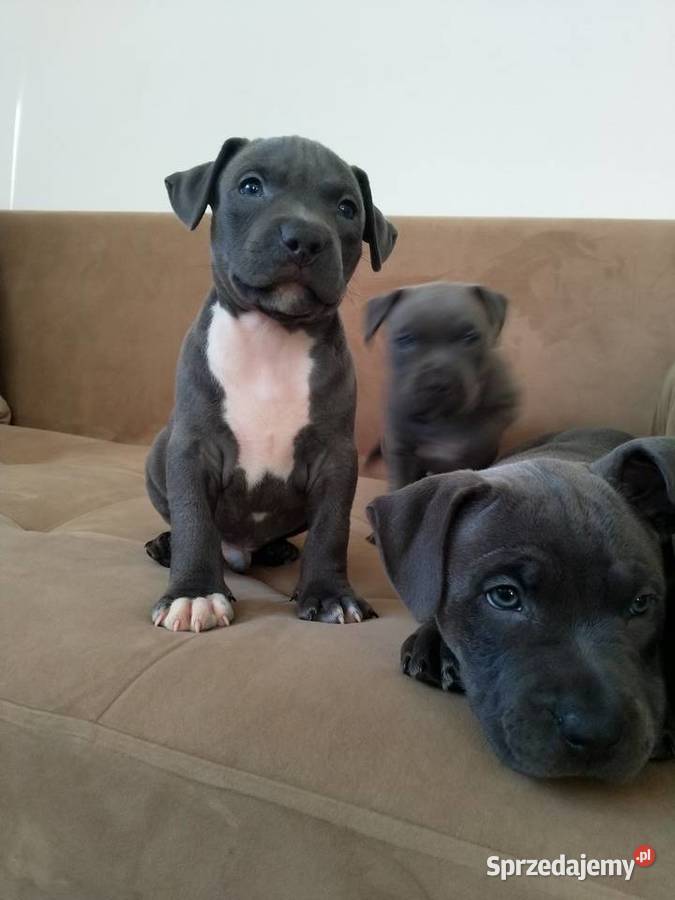 Piękne szczenięta Amstaff Blue Kępno