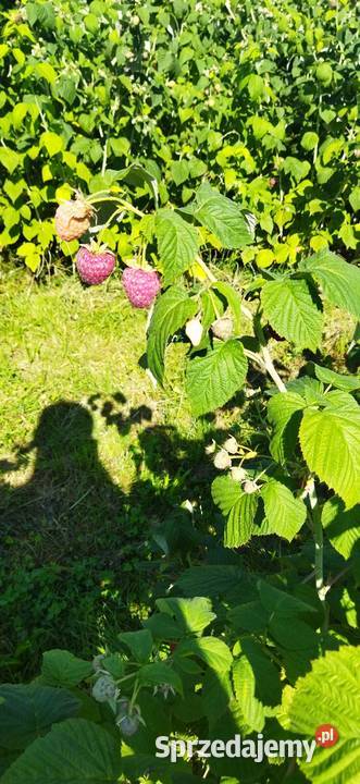 maliny małopolskie sprzedam