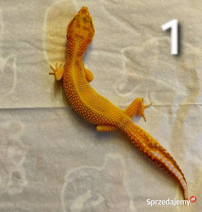 Dwie samice gekona lamparciego Hażlach