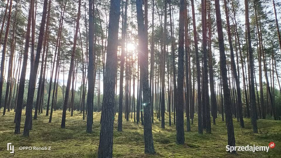 Wywiad gospodarczy Zamość
