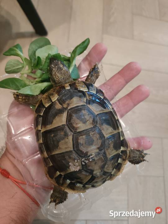 Żółw Grecki Zółw Lądowy Olsztyn