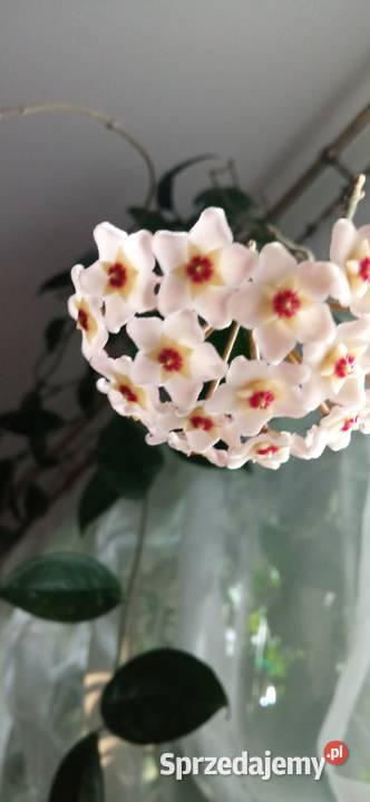 Hoya carnosa roślina pnąca Hoja do kolekcji Nowy Sącz