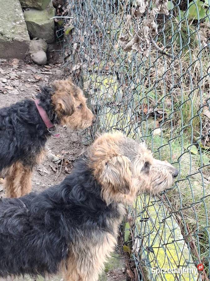Smycz szczeniąt terier walijski świętokrzyskie Starachowice