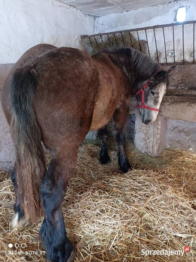 Klacz zimnokrwista Żuromin sprzedam