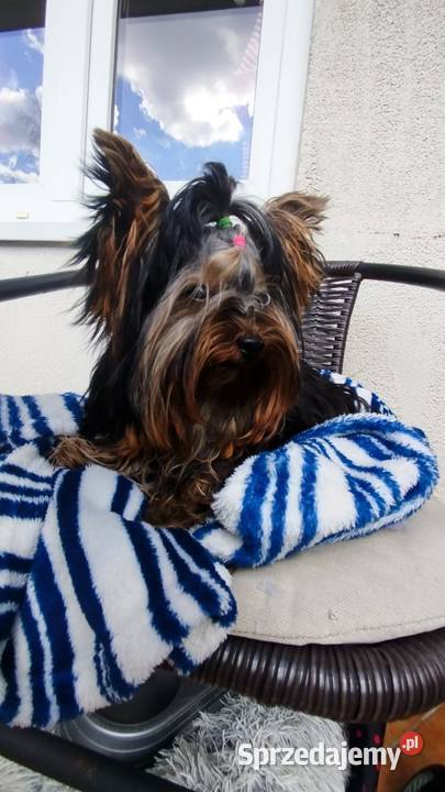 Yorkshire terrier piesek 2 Olkusz sprzedam