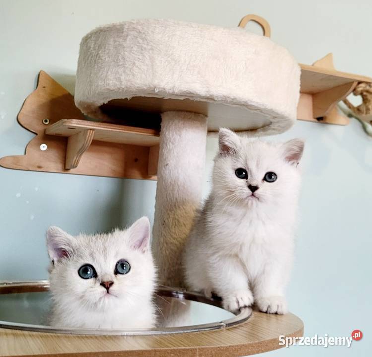 Brytyjskie srebrne srebrne pointy Zielona Góra sprzedam