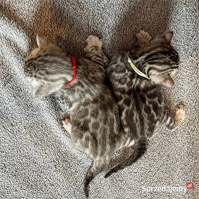 Srebrne kocięta bengalskie Lubliniec