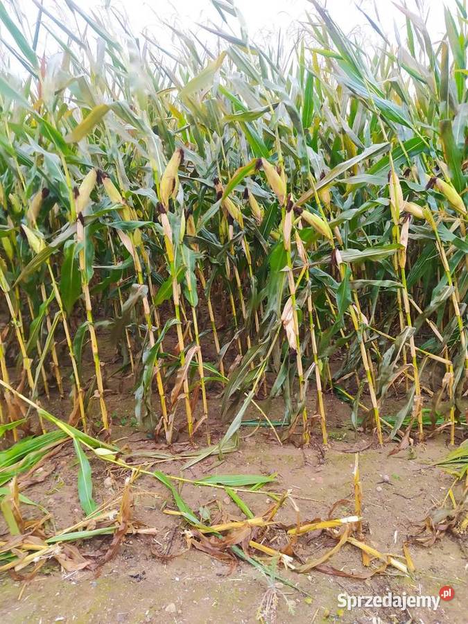 Kukurydza zbiór 2025 Sejny