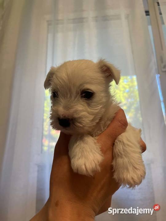 West Highland White Terrier West Highland White Terrier