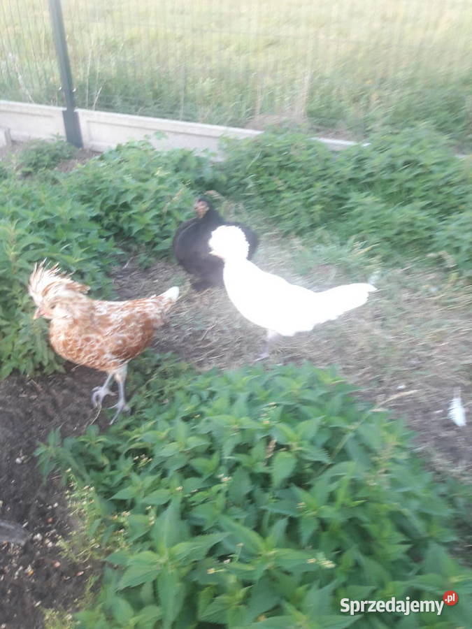 Kury kochin miniaturka Szczukowice