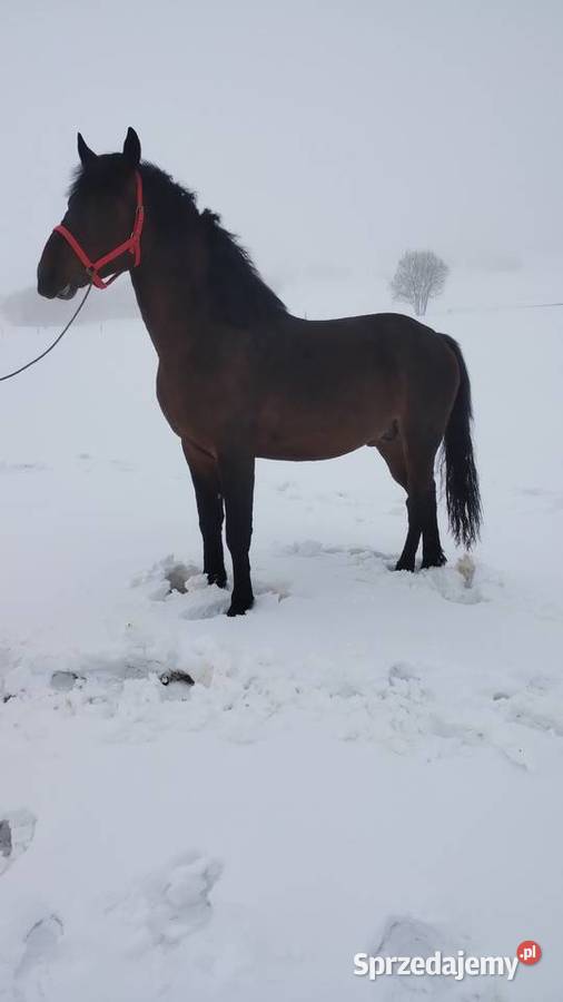 Sprzedam ogiera 25 letniego