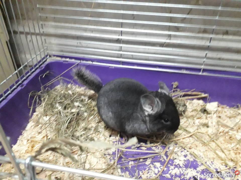 Szynszyle czarna perła z genem fioleta wielkopolskie Dobrzyca