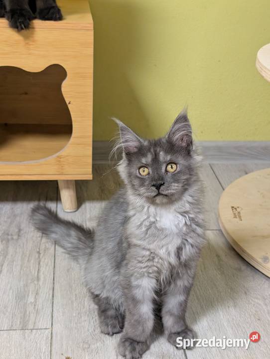 Euforia czarna dymna kotka Maine Coon Tica Pszczyna sprzedam
