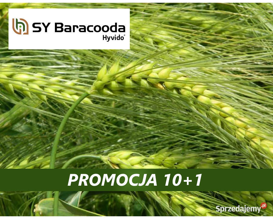 Materiał siewny jęczmień hybrydowy SY Baracooda Ostróda
