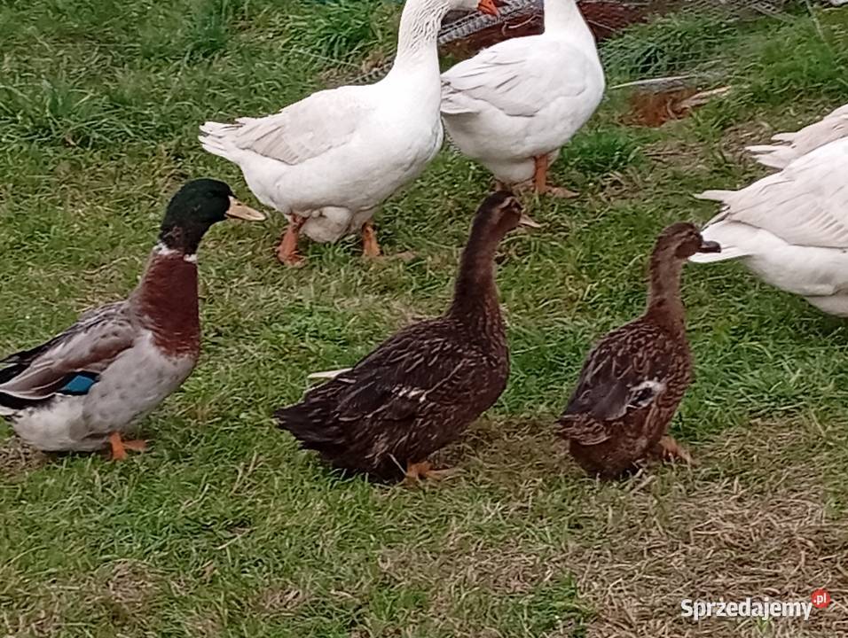 Kaczki staropolskie Lubiszyn