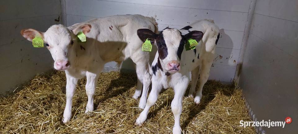 Byczki mięsne cielęta do sprzedania mazowieckie Płońsk