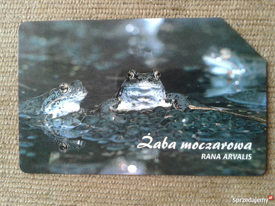ŻABA MOCZAROWA Piszczac