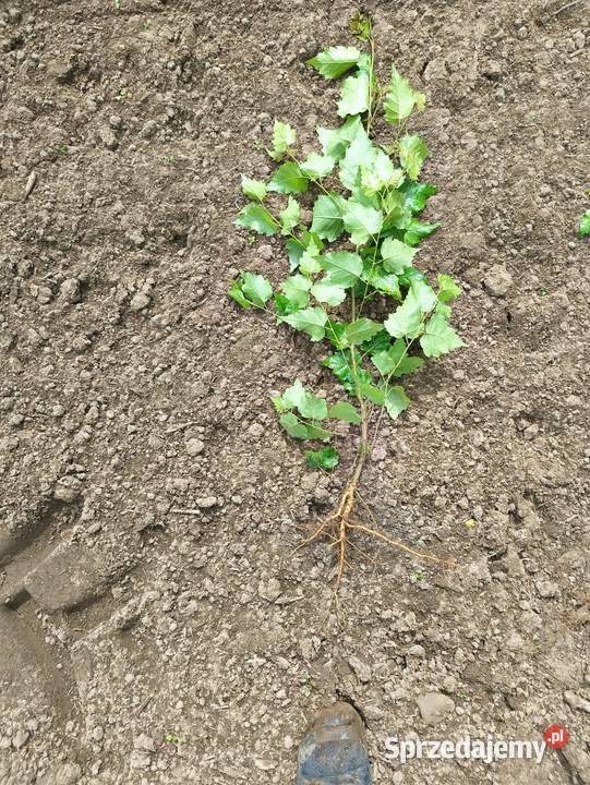 Sadzonki Brzoza brodawkowata 50 100 Liściaste zachodniopomorskie Sławno