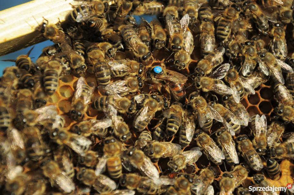 Matki Pszczele Odkłady Pszczele Pszczoły Pszczelarstwo Ostrzeszów