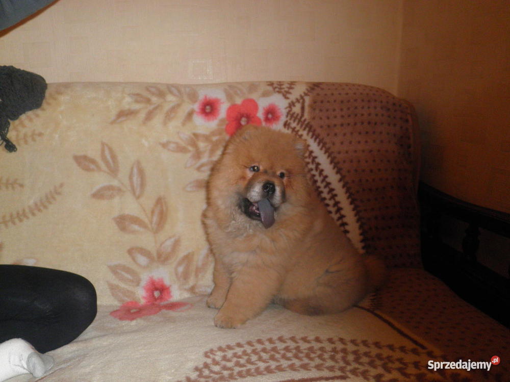 szczeniaka rasy ChowChow suczka Kraków sprzedam