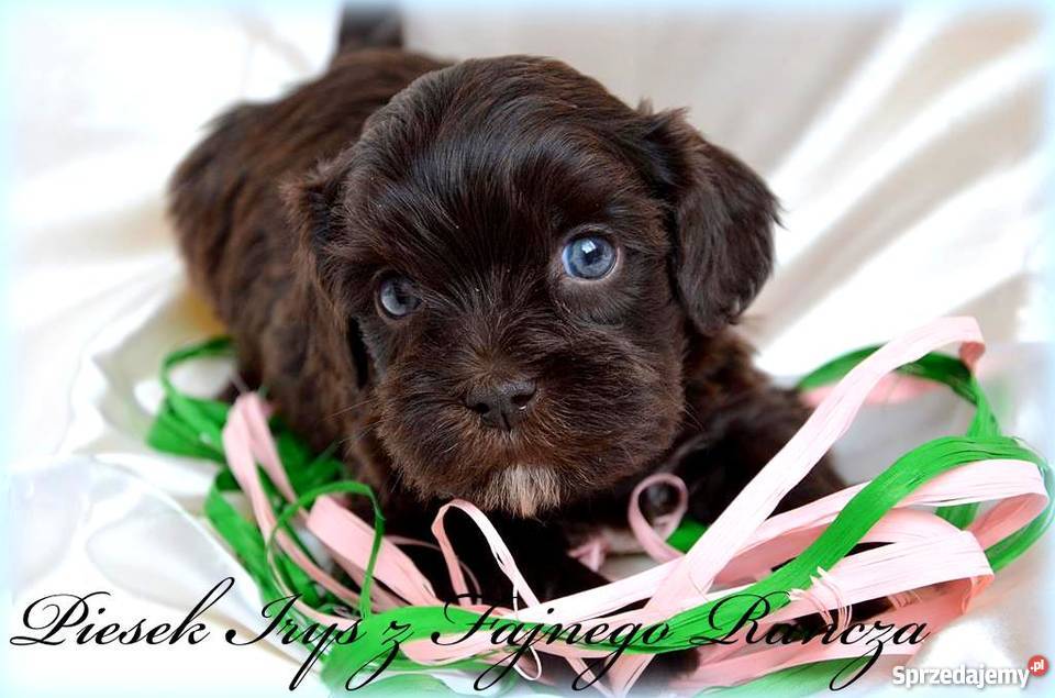 HAWAŃCZYK pieski suczki z rodowodem czekoladowe wielkopolskie Ostrzeszów