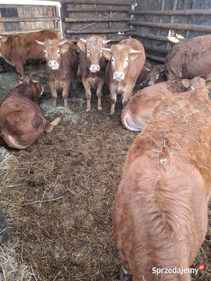 Jałówki 100 Limousine lubuskie Nowa Sól sprzedam