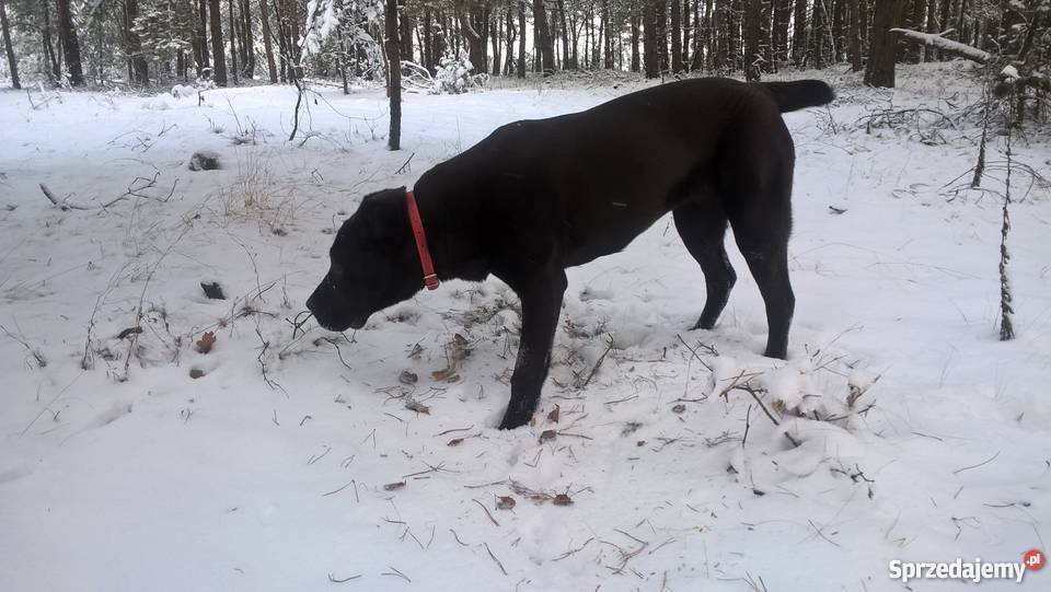 Suka owczarek środkowoazjatycki CAO mazowieckie