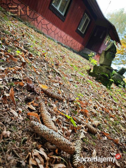 Działka 5000m2 Pstrągowa