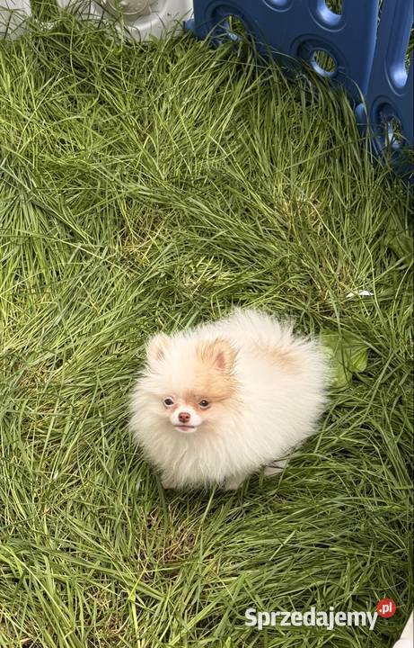 Szpic miniaturowypomeranian Zrębice