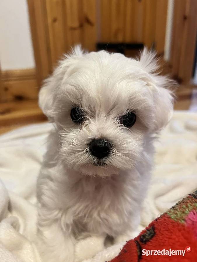 Maltańczyk z rodowodem Rybnik sprzedam