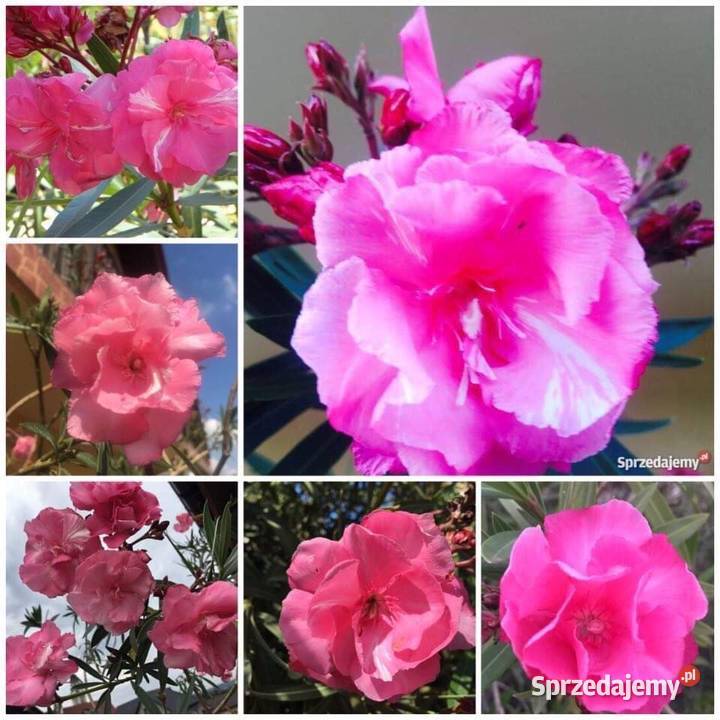 Oleander sadzonki kolor bananowy Skawina