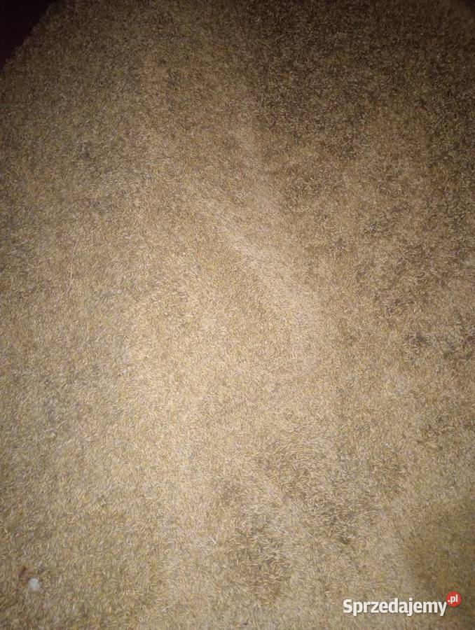 Owies jary podkarpackie