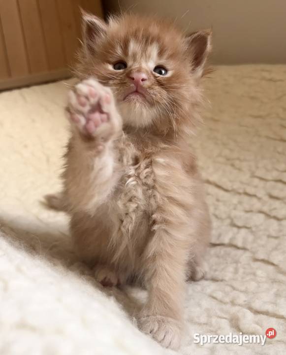 Maine Coon importach Wińsko