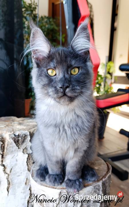 Czarny dymny kocurek Maine Coon FPL Maine Coon Gdańsk sprzedam