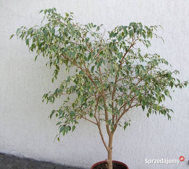 FIKUS FICUS BENJAMINA NA PNIU PLECIONY 160 Pozostałe Kowary