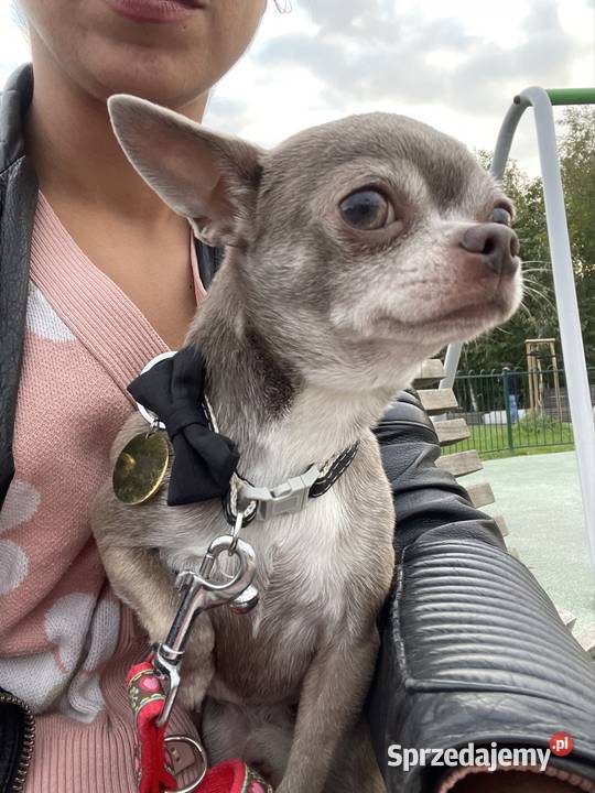 Reproduktor Chihuahua 25 Zkwp Chihuahua