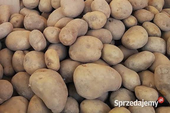 Ziemniaki Vineta i Soraya Ożarów