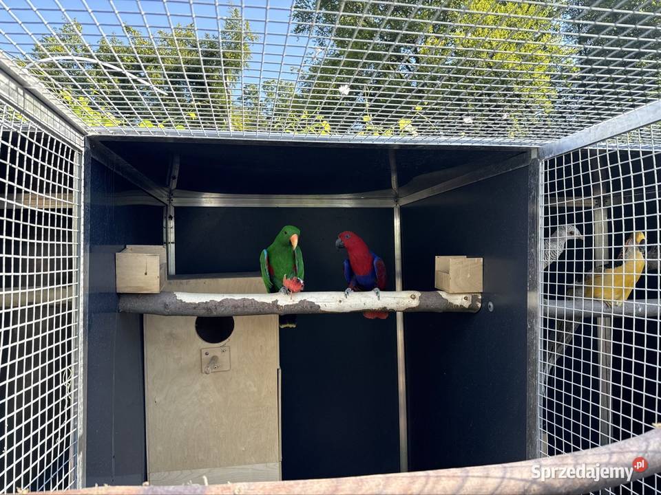 Lory