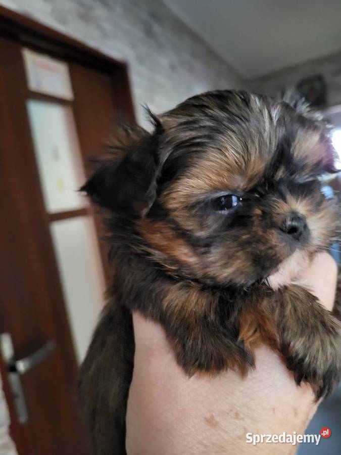 Shih tzu śliczne pieski Radom