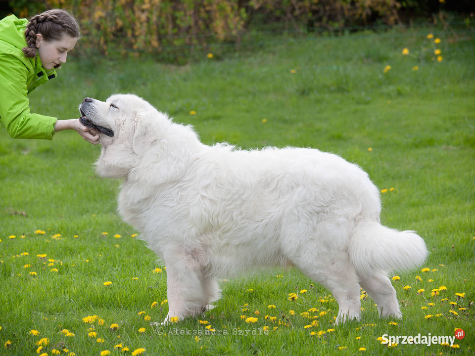 Owczarek podhalański Zabierzów sprzedam