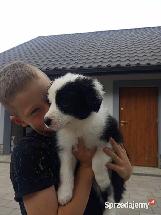 Border Collie FCI suczka do dogoterapii dotowa Pozostałe Zwierzęta Dębica