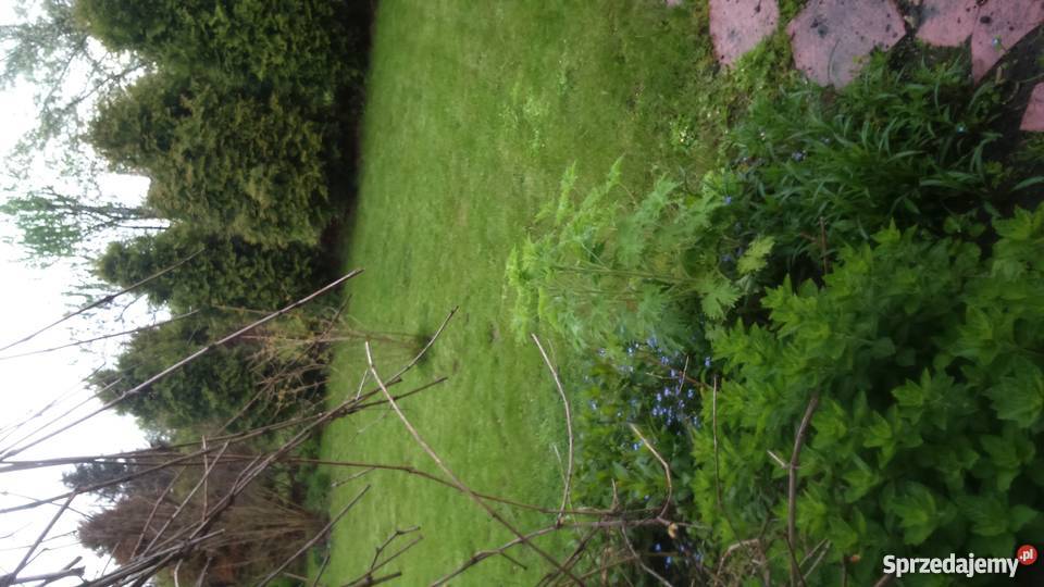 Ogródek działkowy Zabrze