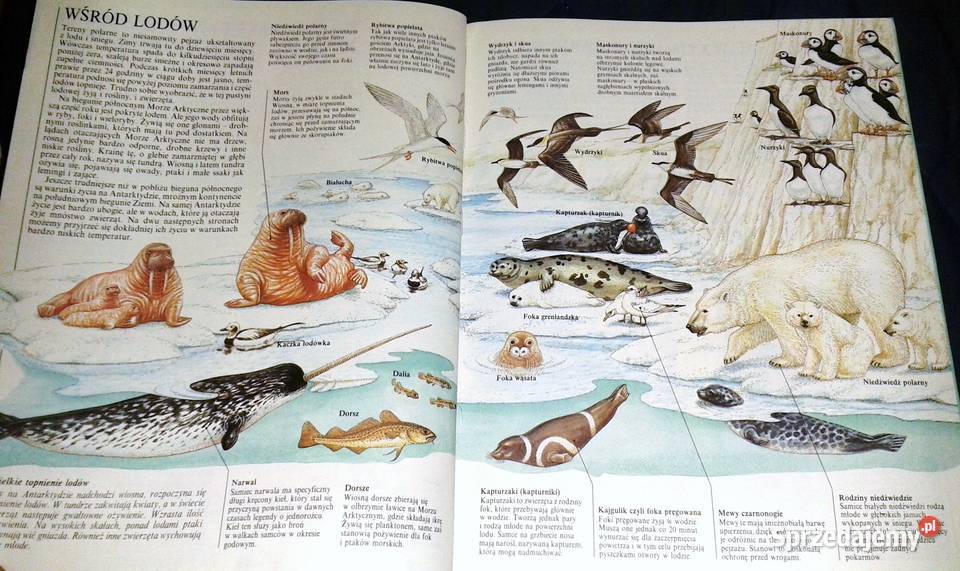 W świecie zwierząt John Feltwell Chełm