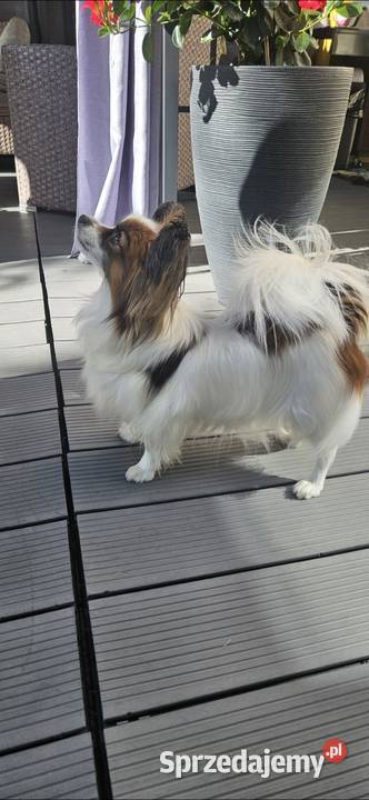 Papillon FCIZKWP Spaniel Kontynentalny Pozostałe sprzedam