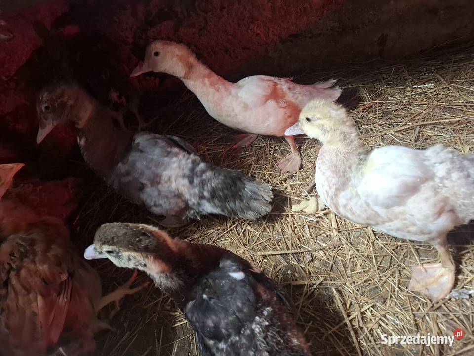 Do sprzedania młode kaczki Łososina Dolna